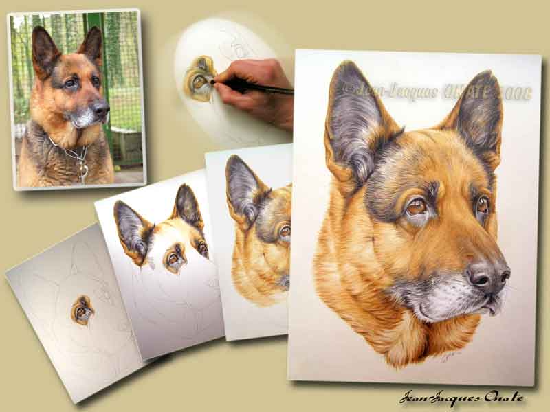 Sam portrait chien d'aprs photo ralis aux crayons de couleur